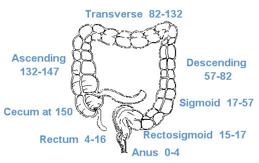 Illustration of colonoscopy measurements.