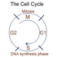 The cell cycle