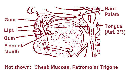 Illustration of the lip and oral cavity (cheek mucosa and retromolar trigone not shown).