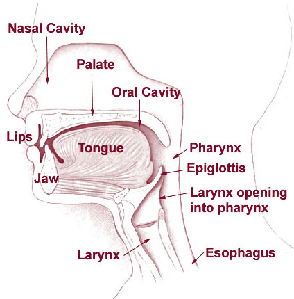 Illustration of the sections of the head and neck.