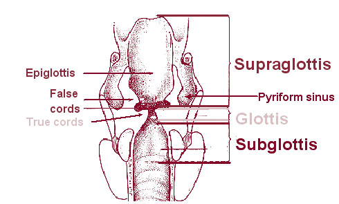 Illustration of the subsite of larynx.