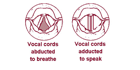 Illustration of the vocal cords from above as they appear when breathing and speaking.