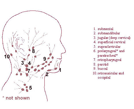 Illustration of the regional lymph nodes of the head and the neck.