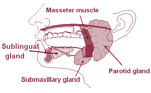 Illustration of the salivary glands.