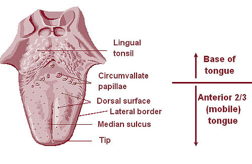 Illustration of the base and anterior of the tongue.