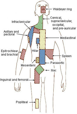 Illustration of the regional lymph nodes