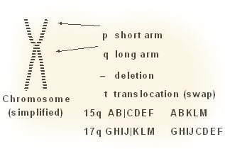 Illustration of a chromosome
