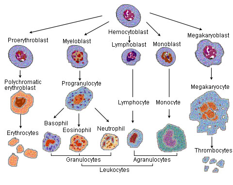 Illustration of the development of the formed elements of the blood.