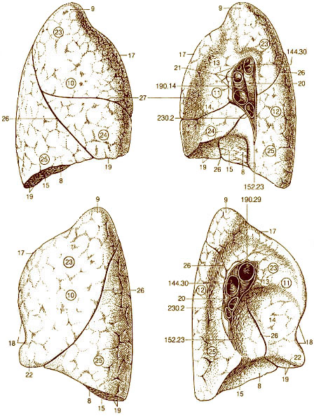 Illustration of the Lung | SEER Training