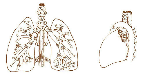 Illustration of the lymph nodes of the lungs.