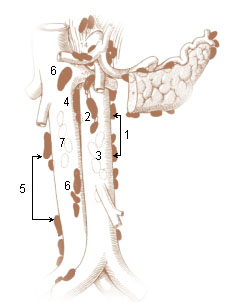 Numbered illustration of the left and right lumbar lymph nodes