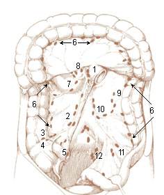 Numbered illustration of the lymphnodes of the large intestine and the lower abdomen