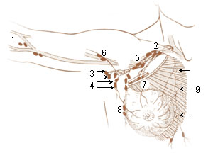 Numbered illustration of the lymph nodes of the upper limb and breast