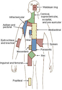 Illustration of the regional lymph nodes