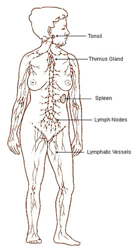 Illustration of the lymphatic system