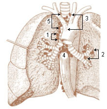 Numbered illustration of the visceral lymph nodes of the thorax