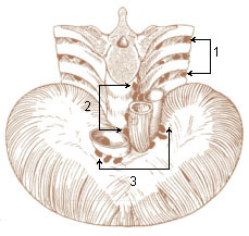 Numbered illustration of the lymph nodes of the lower thorax