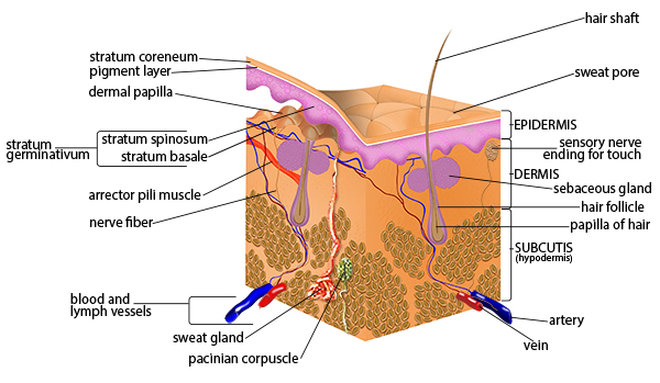 Illustration of the components of the skin