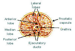 Illustration of the lobes of the prostate.