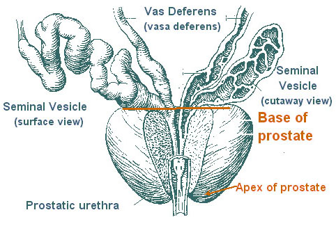 Illustration of the prostate.