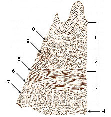 Illustration of esophogal layers.