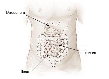 Illustration of the small intestine.