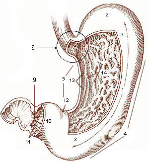 Illustration of the stomach.