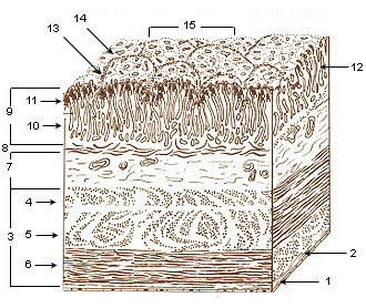 Illustration of the layers of the stomach.